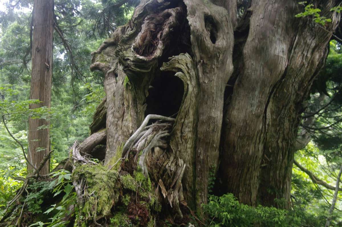 佐渡の巨木の森