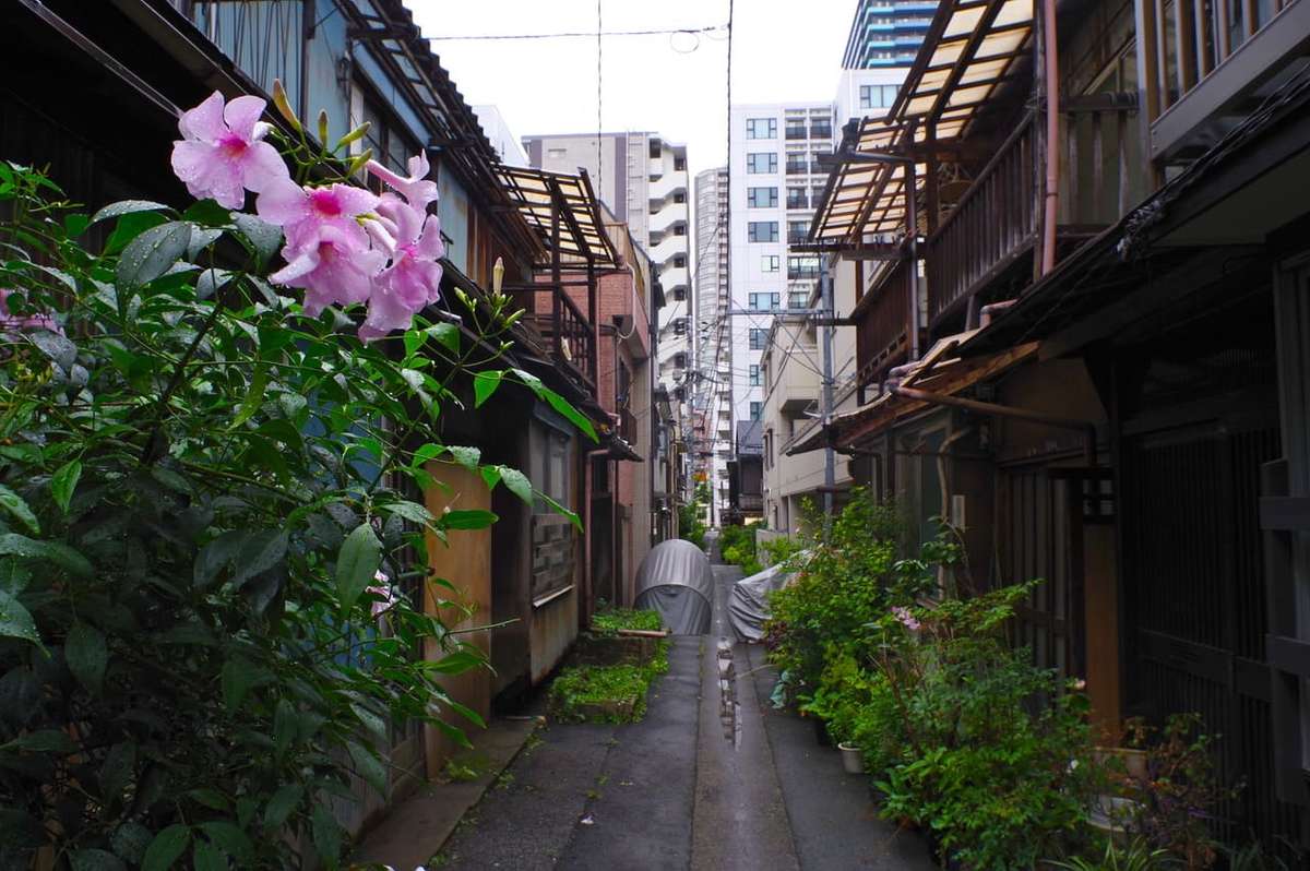 佃島の花