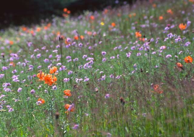 入笠山山頂の花畑