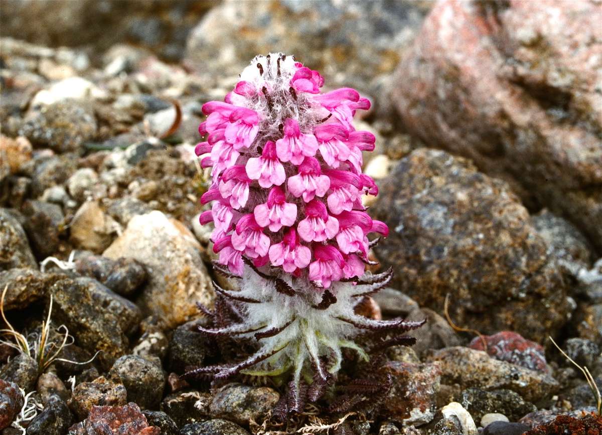 Pedicularis langsdorfii