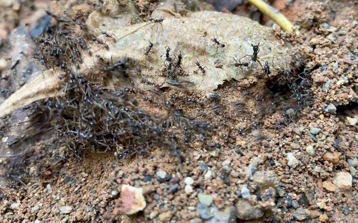 グンタイアリの高速行進