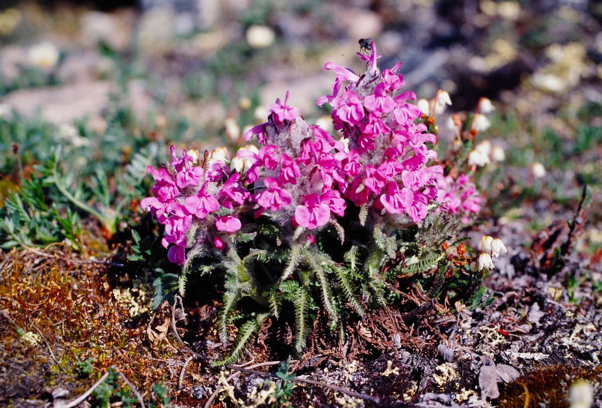 Pedicularis langsdorfii